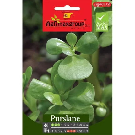 grow-nutritious-succulent-purslane-in-your-garden