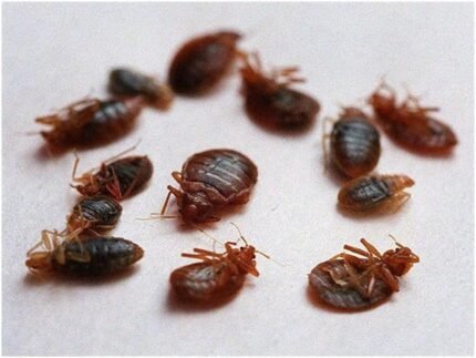 bed bug and insects