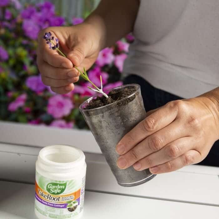 Rooting Hormone