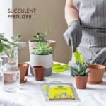 Vgrow Prime Succulent Plant Fertilizer uses