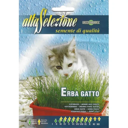 Erba Gatto