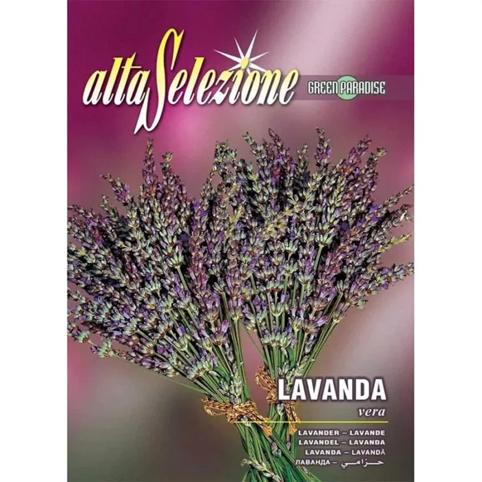 Alta Selezione Aster Nano Multicolor Premium Quality Seeds – Vibrant Blooms for Your Garden - Image 1