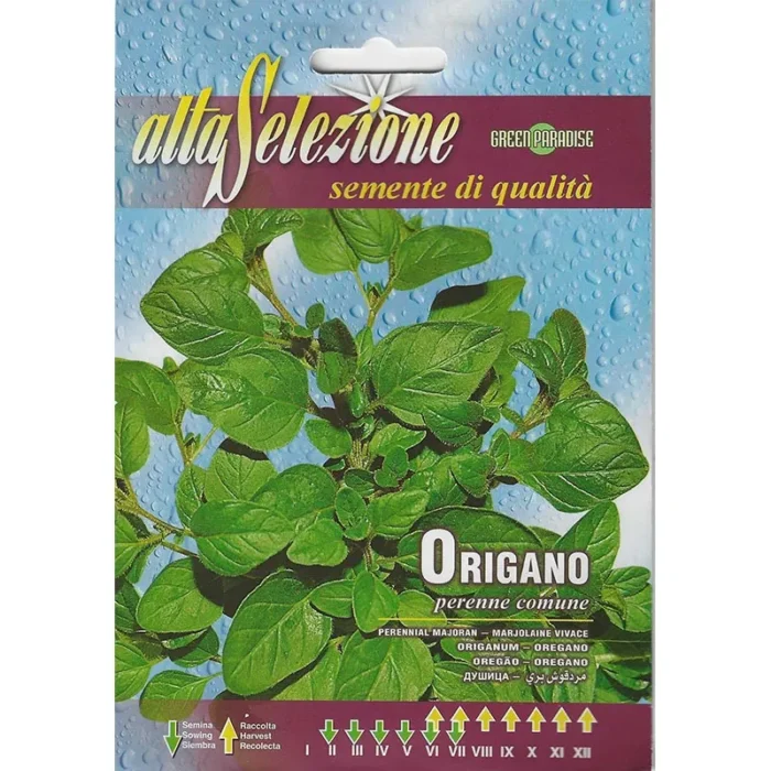 Origano Perenne Comune