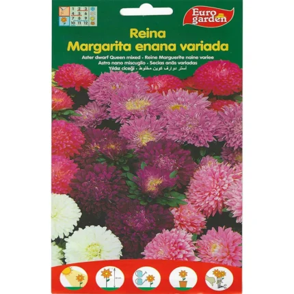Aster Dwarf Queen Mixed