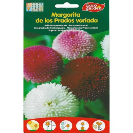 Bellis Pomponette Mix