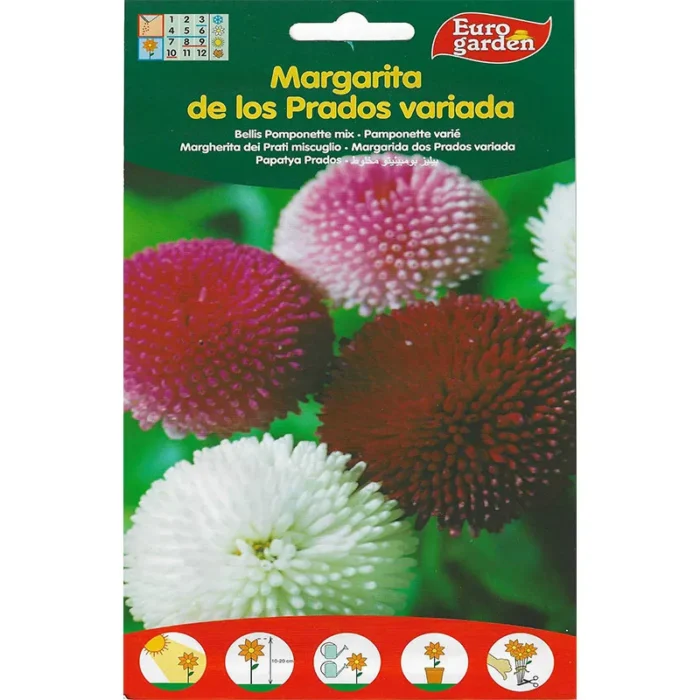Bellis Pomponette Mix