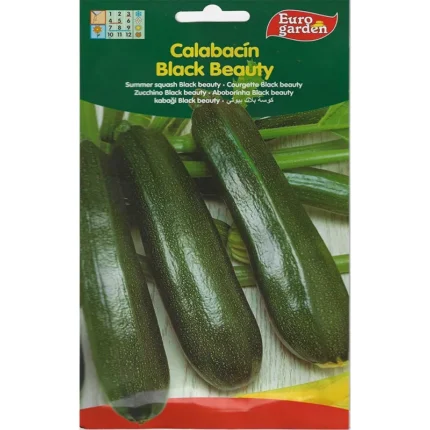 Black Beauty Summer Squash