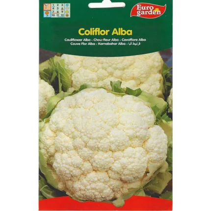 Cauliflower Alba