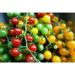 Cherry Tomato Mai Sherry F11
