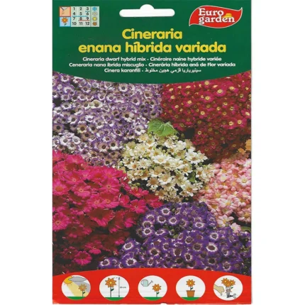 Cineraria Dwarf Hybrid Mix