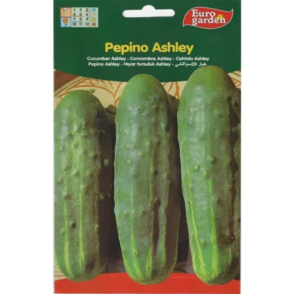 Cucumber Ashley Premium