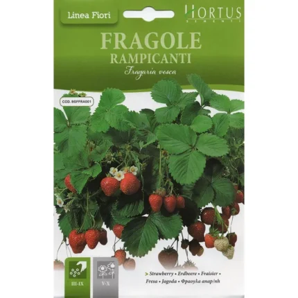Fragole Rampicanti