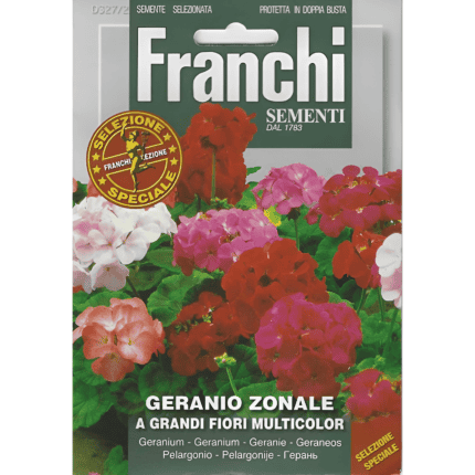 Geranio Zonale A Grandi Fiori Multicolor