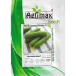 Hybrid Cucumber Selvador F1