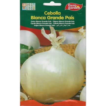Large Country White Onion