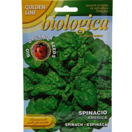 Spinacio America