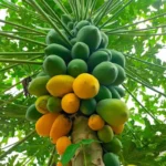 Vihaan Papaya F1 Hybrid Sayali JR11