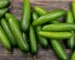 Cucumber