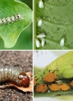 deltarin® 2.5% ec insecticide insecticide (1ltr)