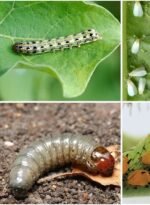 deltarin® 2.5% ec insecticide insecticide (1ltr)