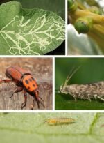 deltarin® 2.5% ec insecticide insecticide (1ltr)